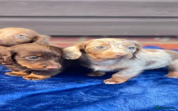 Miniature Dachshund dogs for sale: Long haired miniature Dashshund puppies  - Image 25