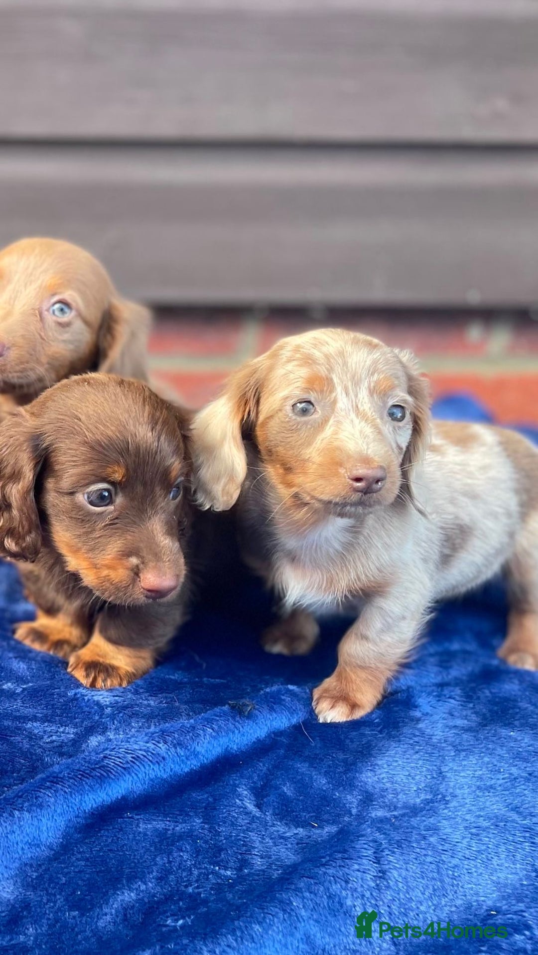 Miniature Dachshund dogs for sale: Long haired miniature Dashshund puppies  - Image 25