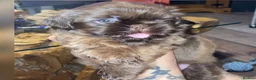 Shih Tzu dogs for sale: Imperial Shih Tzu - Advert 2