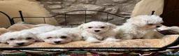 Mixed Breed dogs for sale: Beautiful litter of F1 Maltichon Puppies - Advert 6