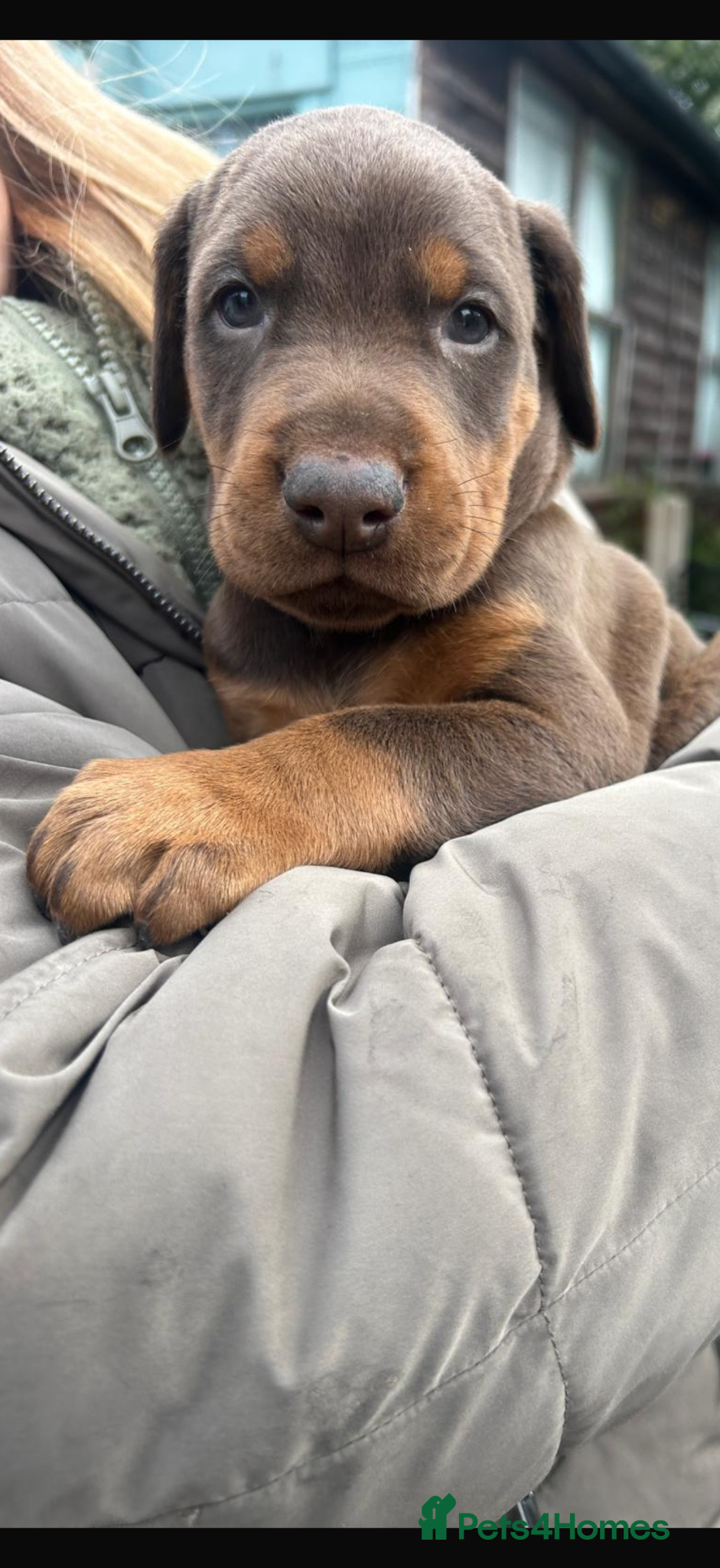 Dobermann dogs *Outstanding European Dobermanns for sale* - Advert 2
