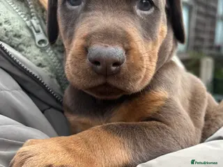 Dobermann dogs *Outstanding European Dobermanns for sale* - Advert 15