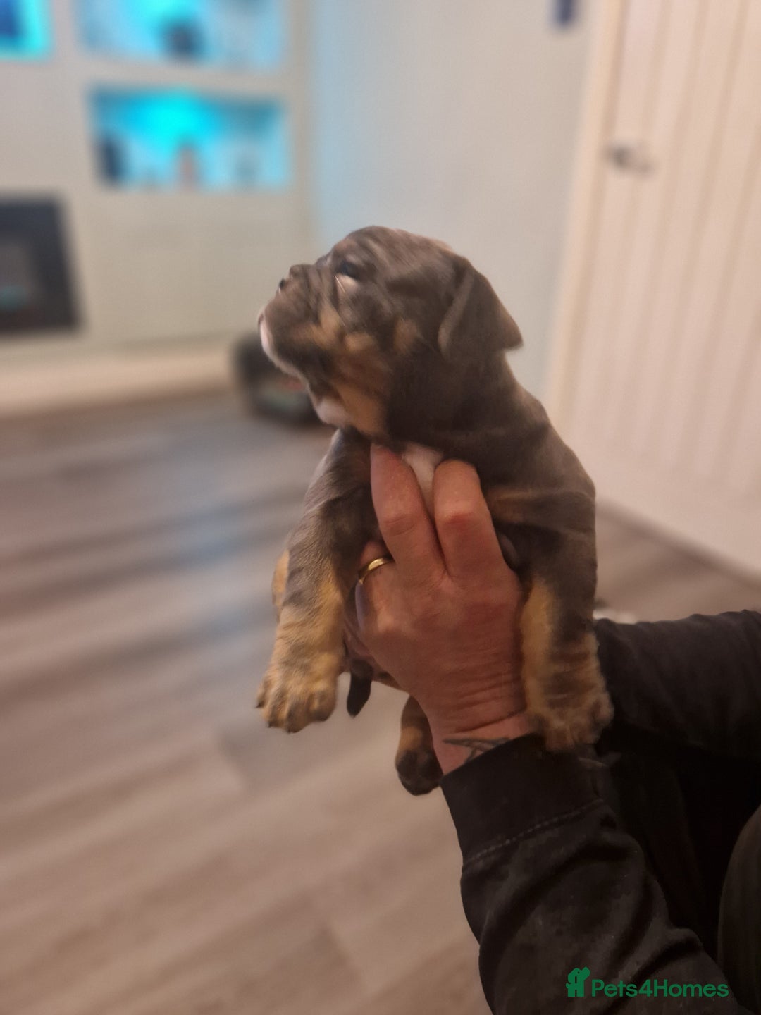 Mixed Breed dogs for sale: Beautiful Blue tri girl - Advert 4