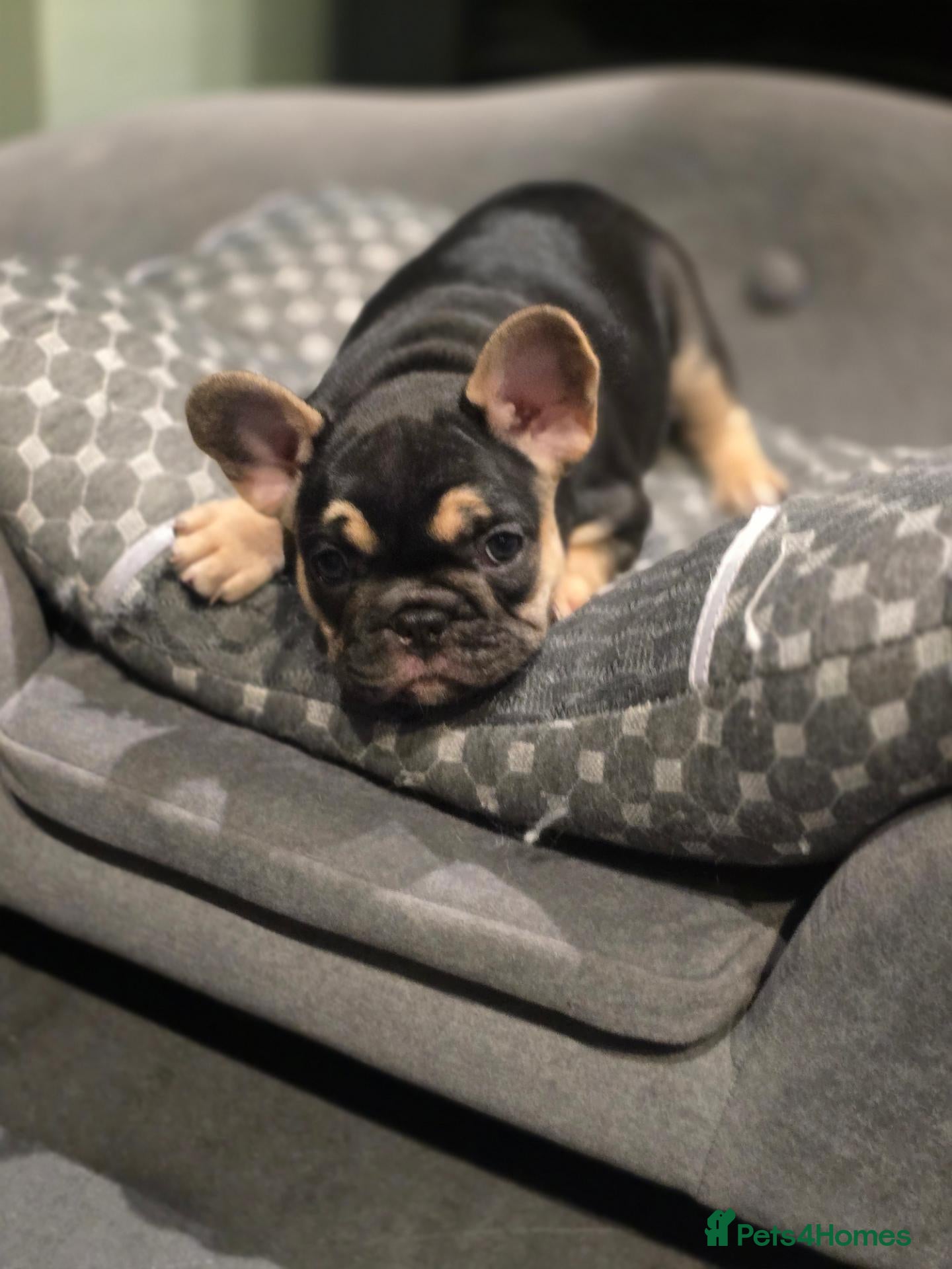 French Bulldog dogs Beautiful Female French Bulldog Puppy – Luna - Advert 2