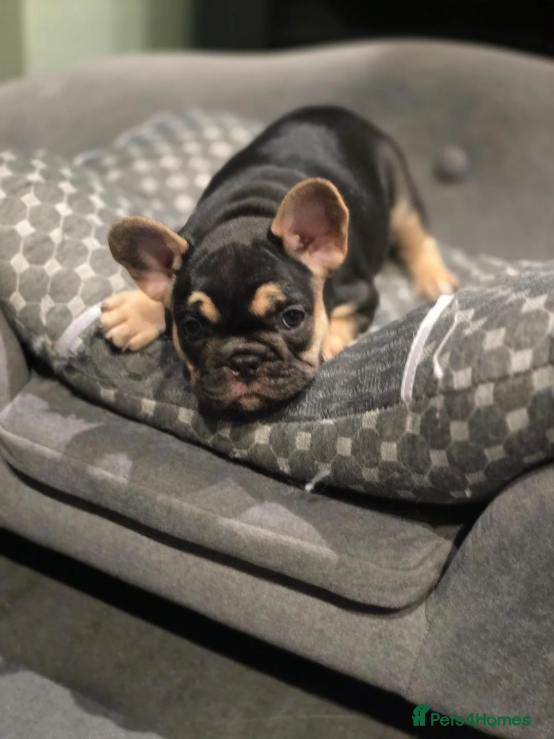 French Bulldog dogs for sale: Beautiful Female French Bulldog Puppy – Luna in London - Advert 1