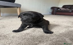 Mixed Breed dogs for sale: Labrador X Belgian Shepherd Belgiador  - Image 11