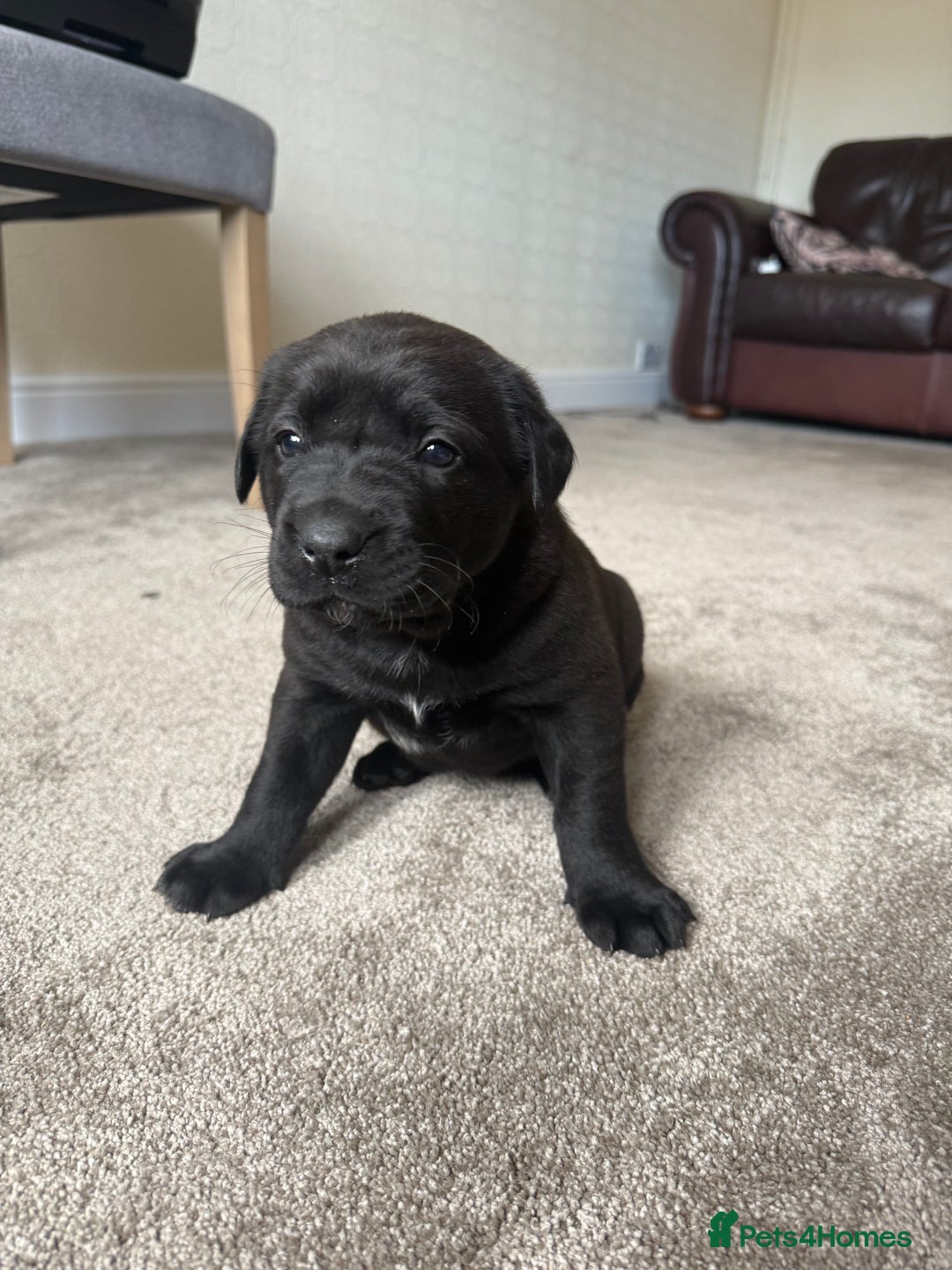 Mixed Breed dogs for sale: Labrador X Belgian Shepherd Belgiador  - Image 11