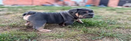English Bulldog dogs for sale: Stunning KC reg English Bulldog puppies. in Newbury - Advert 9