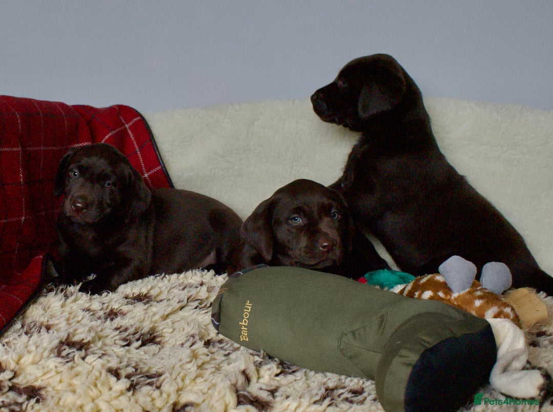 Labrador Retriever dogs for sale: Chocolate Labrador puppies, KC reg, health tested, - Image 4