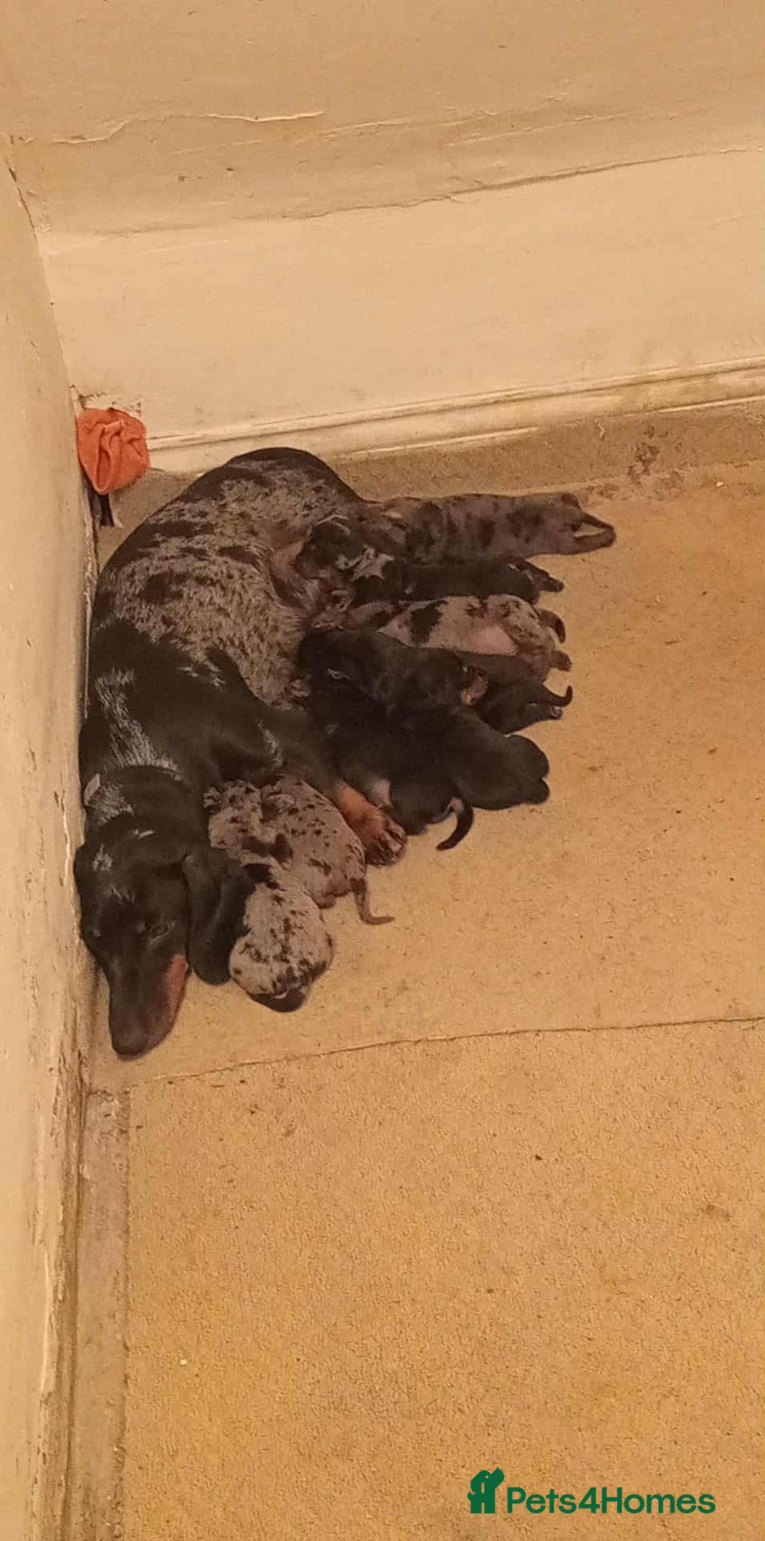 Miniature Dachshund dogs for sale: Puppies 🐶  - Advert 38