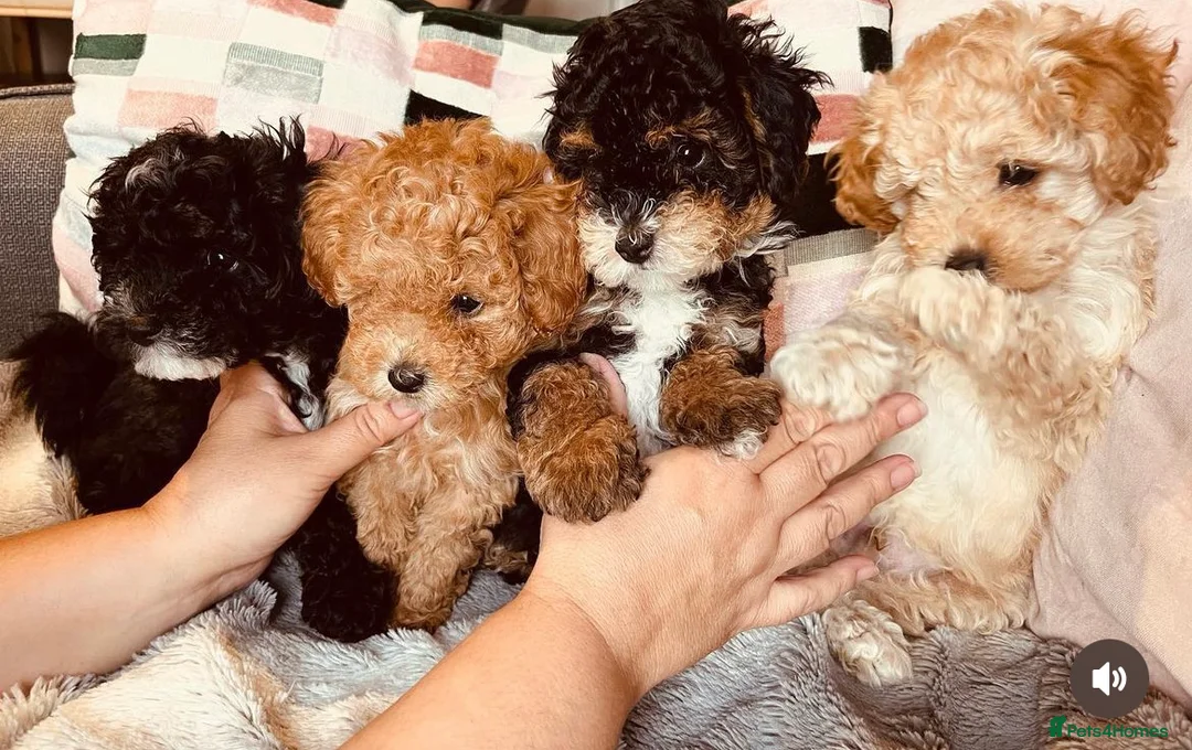 Toy Poodle dogs for stud:  **  Asian KC Toy Poodle for Stud DNA tested in Rickmansworth - Advert 13