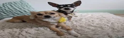 Chihuahua dogs for adoption: Sookie and Piper - Bonded Pair - Advert 10