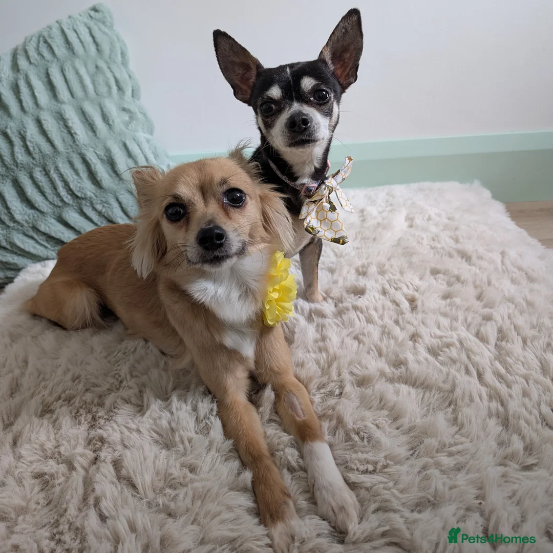 Chihuahua dogs for adoption: Sookie and Piper - Bonded Pair - Advert 10