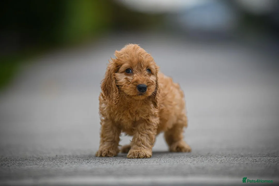 Cavapoo dogs for sale: Adorable cavapoo puppies - Advert 2