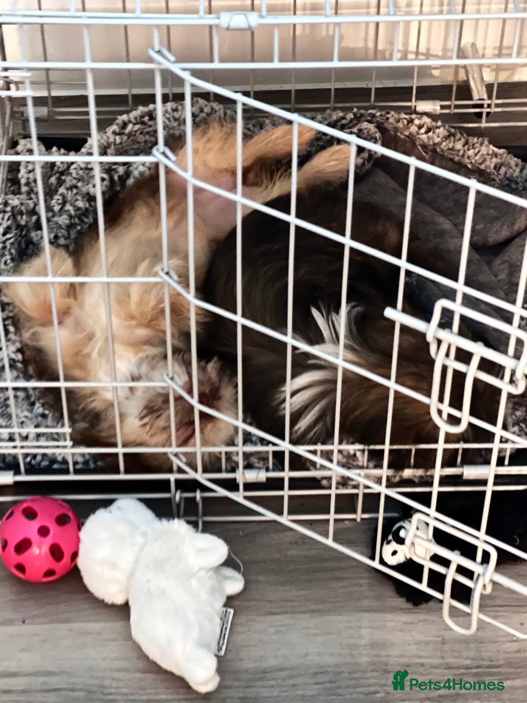 Shih Tzu dogs for sale: 2 x  Imperial Shihtzu - Advert 23