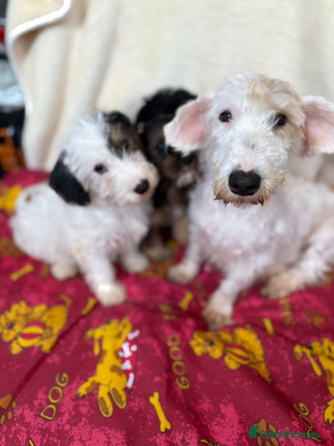 Mixed Breed dogs for sale: Beautiful Sealyham x poodle puppies  - Advert 6