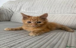 Domestic Shorthair cats for sale: Male ginger kitten - Image 1