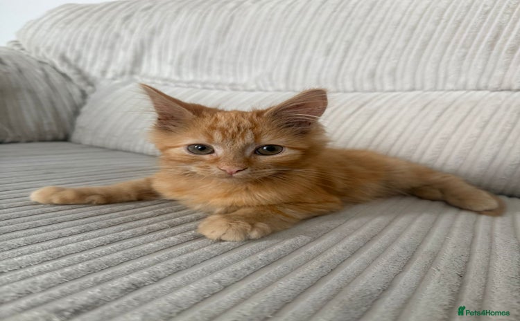 Domestic Shorthair cats - Advert 4