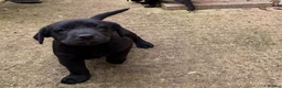Labrador Retriever dogs for sale: Gorgeous litter of working labradors in Chipping Norton - Advert 6