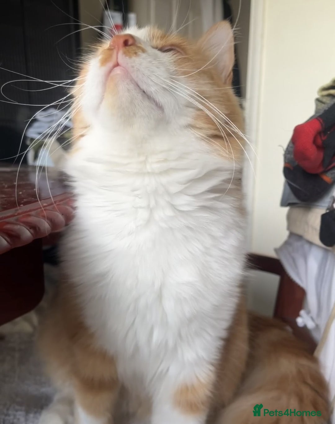 Mixed Breed cats for adoption: Pumpkin - Image 3