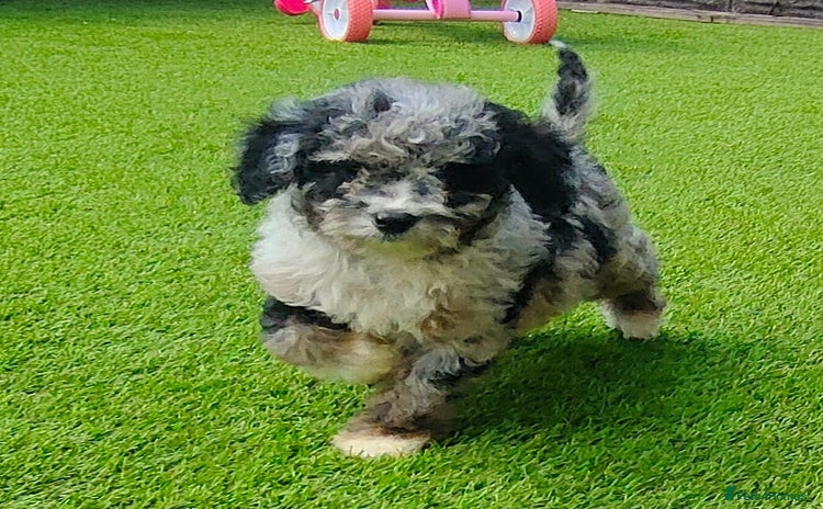 Cavapoo dogs - Advert 13