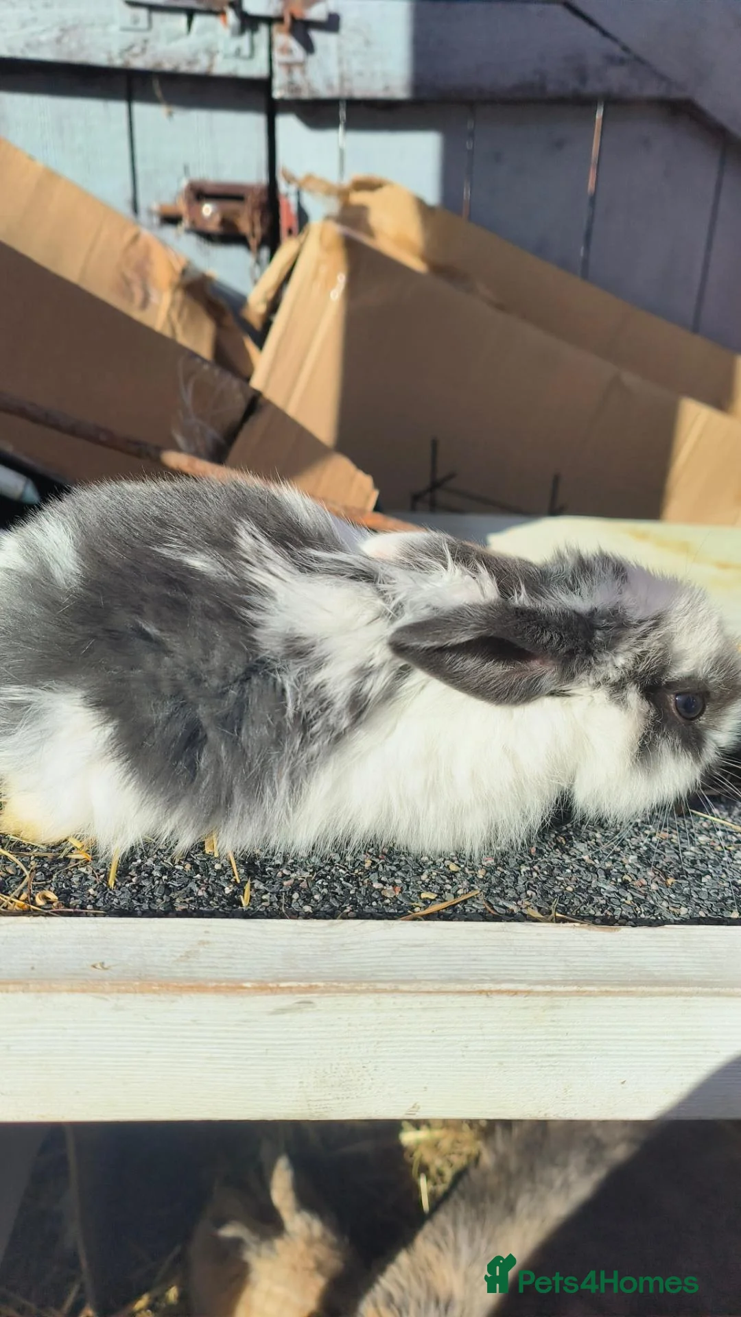 Mini Lop rabbits for sale: two mini lops  - Advert 2
