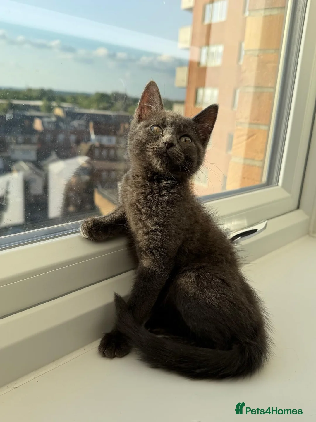 British Shorthair cats for sale: British Short hair Female kitten - Advert 1
