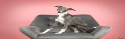 Whippet dogs for sale: KC Reg Whippet Pups-Heart Tested Clear Parents in Caernarfon - Advert 16