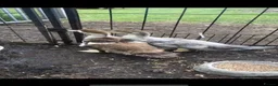 Ducks poultry for sale: Muscovy  - Advert 1
