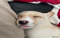 Mixed Breed dogs for sale: Lovely Cockapoo Huskie Cross Male Puppies - Image 3