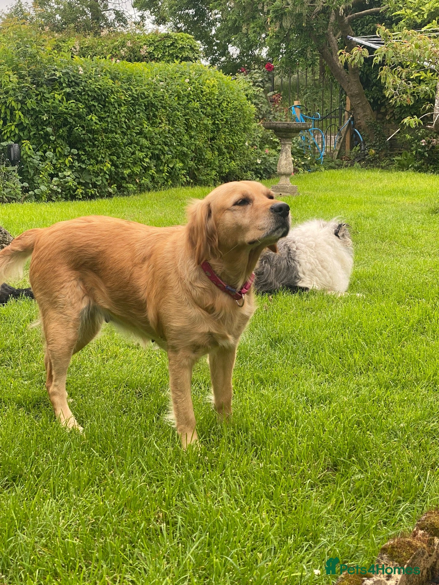 Mixed Breed dogs Collie x Retriever pups for sale - Advert 2