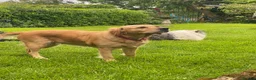 Mixed Breed dogs for sale: Collie x Retriever pups for sale - Advert 2