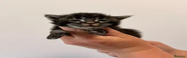 Maine Coon 4