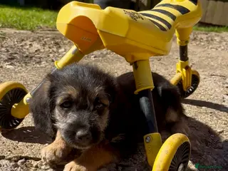 Cockapoo dogs Cockapoo puppies - Advert 7