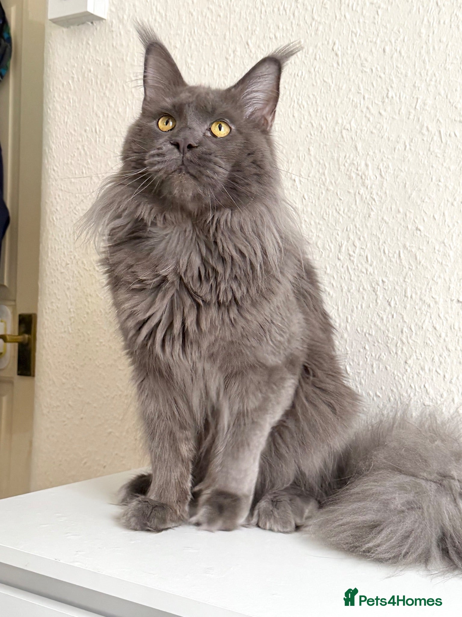 Maine Coon cats Active TICA Registered - Gentle, Friendly, Proven - Advert 6