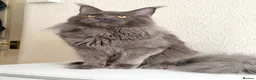 Maine Coon cats for stud: Active TICA Registered - Gentle, Friendle, Proven - Advert 5