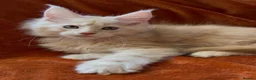 Maine Coon cats for sale: Bear Paw (🐾🐻 polydactyl) Maine Coon kittens TICA - Advert 10