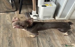 French Bulldog dogs for sale: Fluffy French bulldog and big rope French bulldog - Image 6