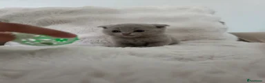 Mochi