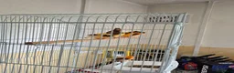 Canaries birds for sale: Harlequin canarys  - Advert 4