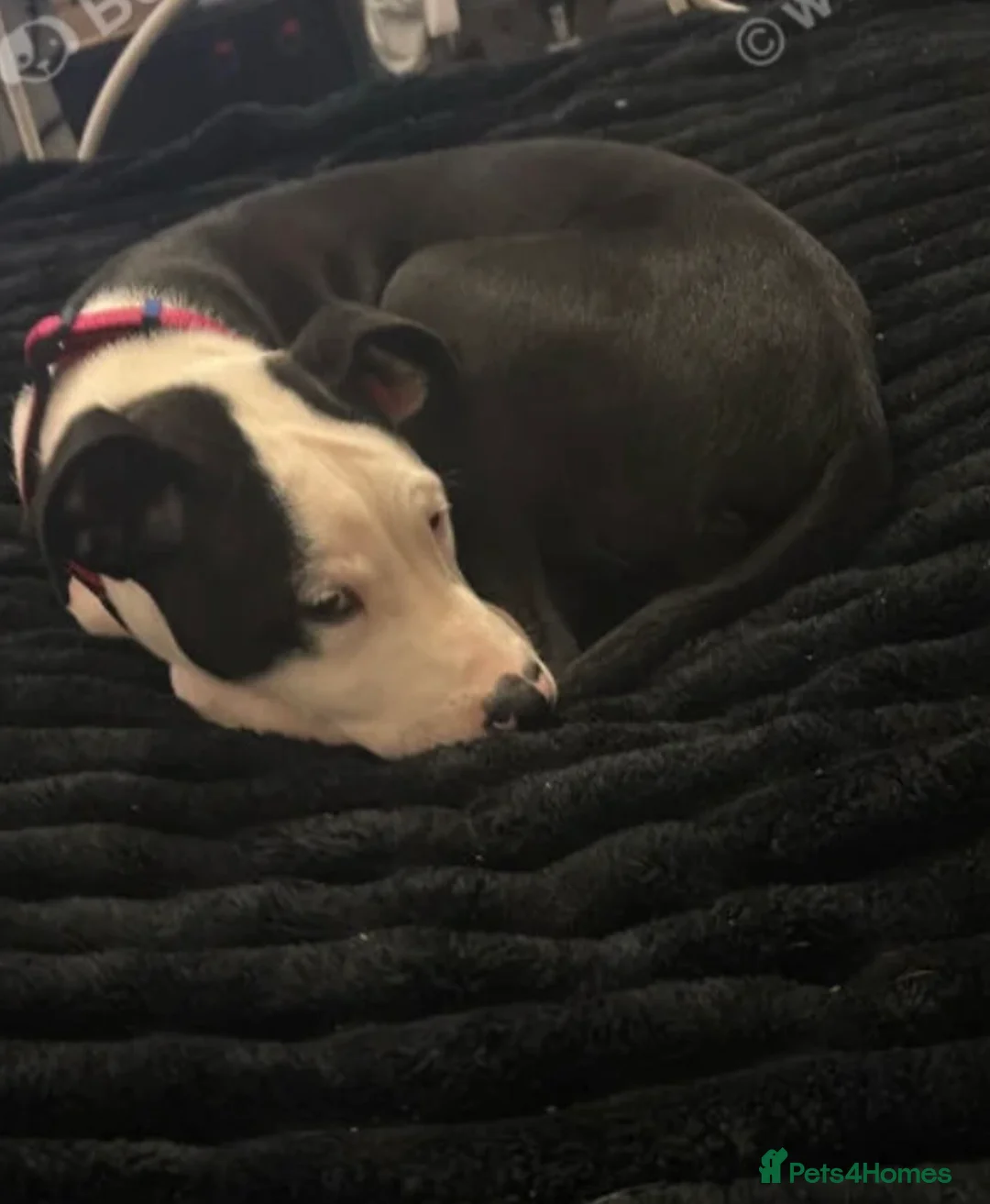 Mixed Breed dogs for sale: Melody  - Advert 3