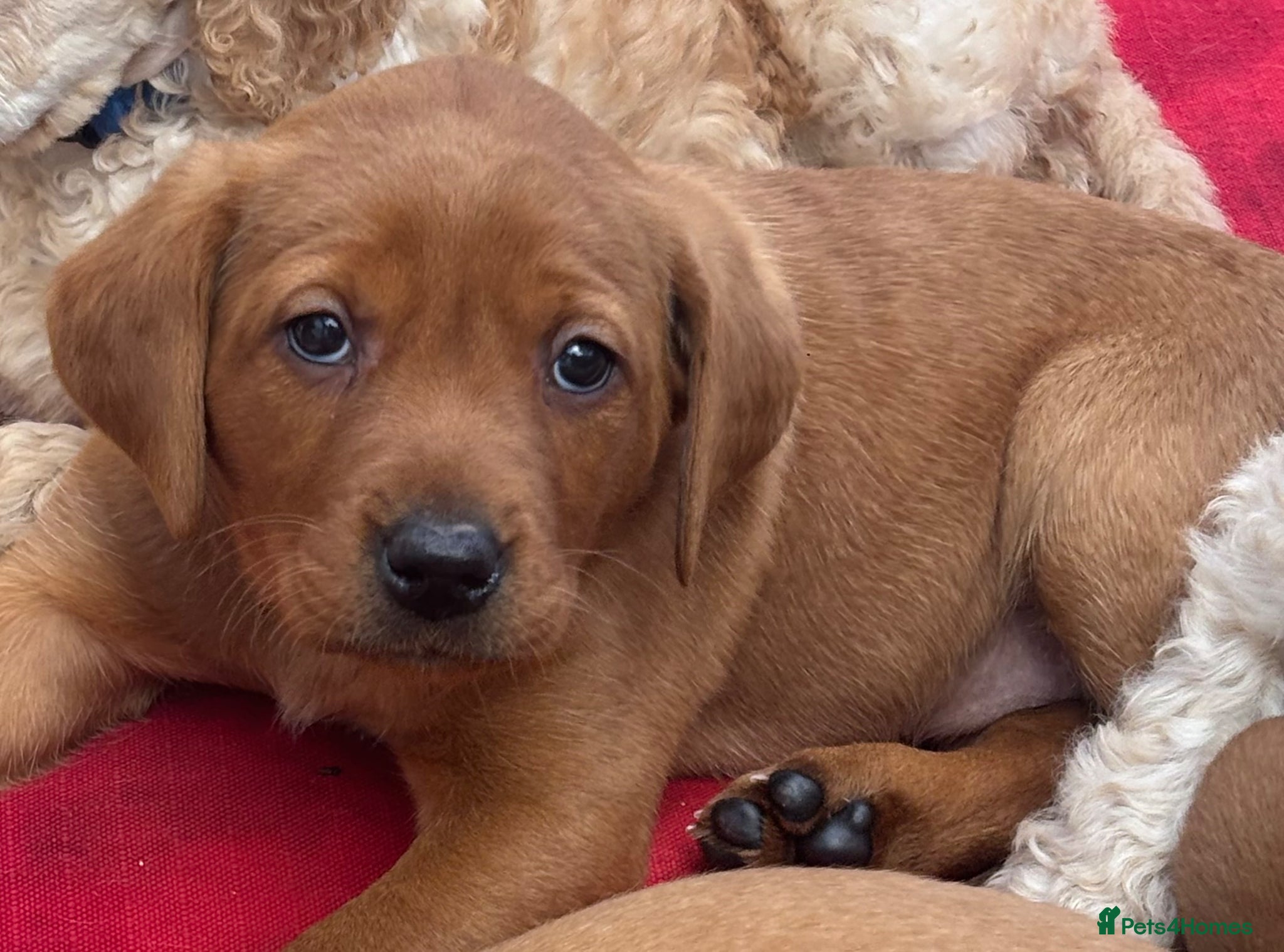 Labrador Retriever dogs Fox red Labradors  - Advert 1
