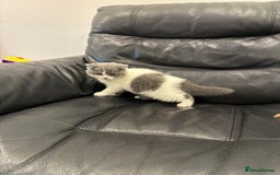 British Shorthair cats for sale: LAST 3 GIRLS CHAMPION BLOOD LINES BSH KITTENS - Image 3