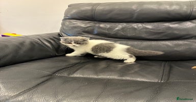British Shorthair cats - Advert 8