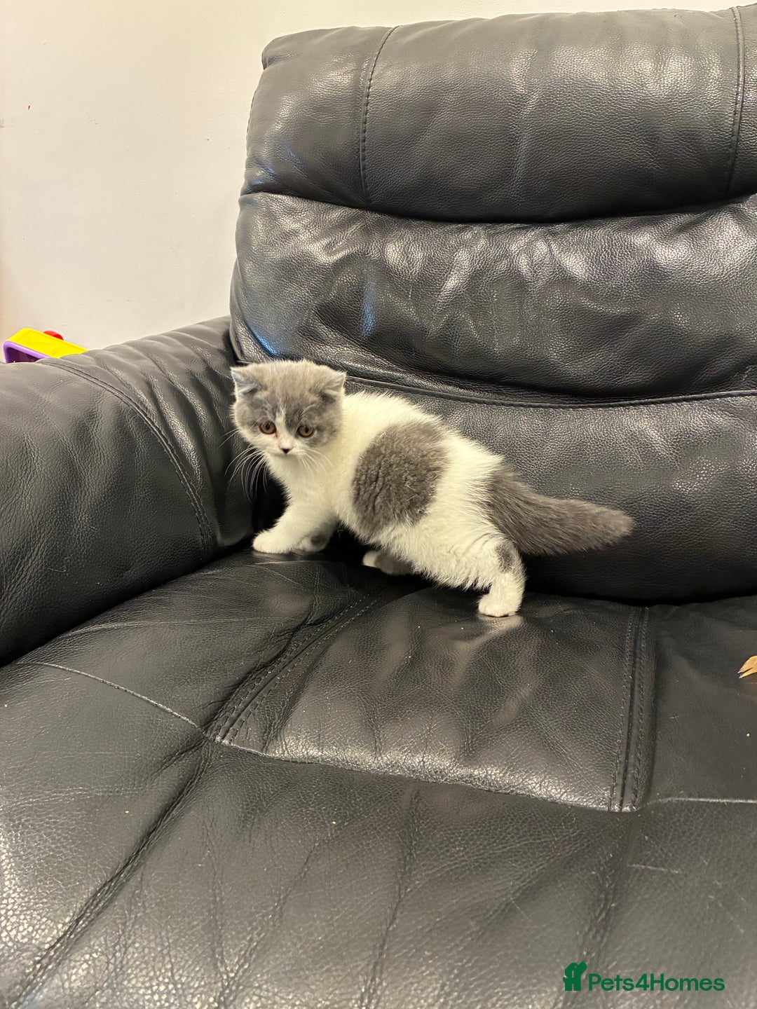 British Shorthair cats for sale: LAST 3 GIRLS CHAMPION BLOOD LINES BSH KITTENS - Image 3