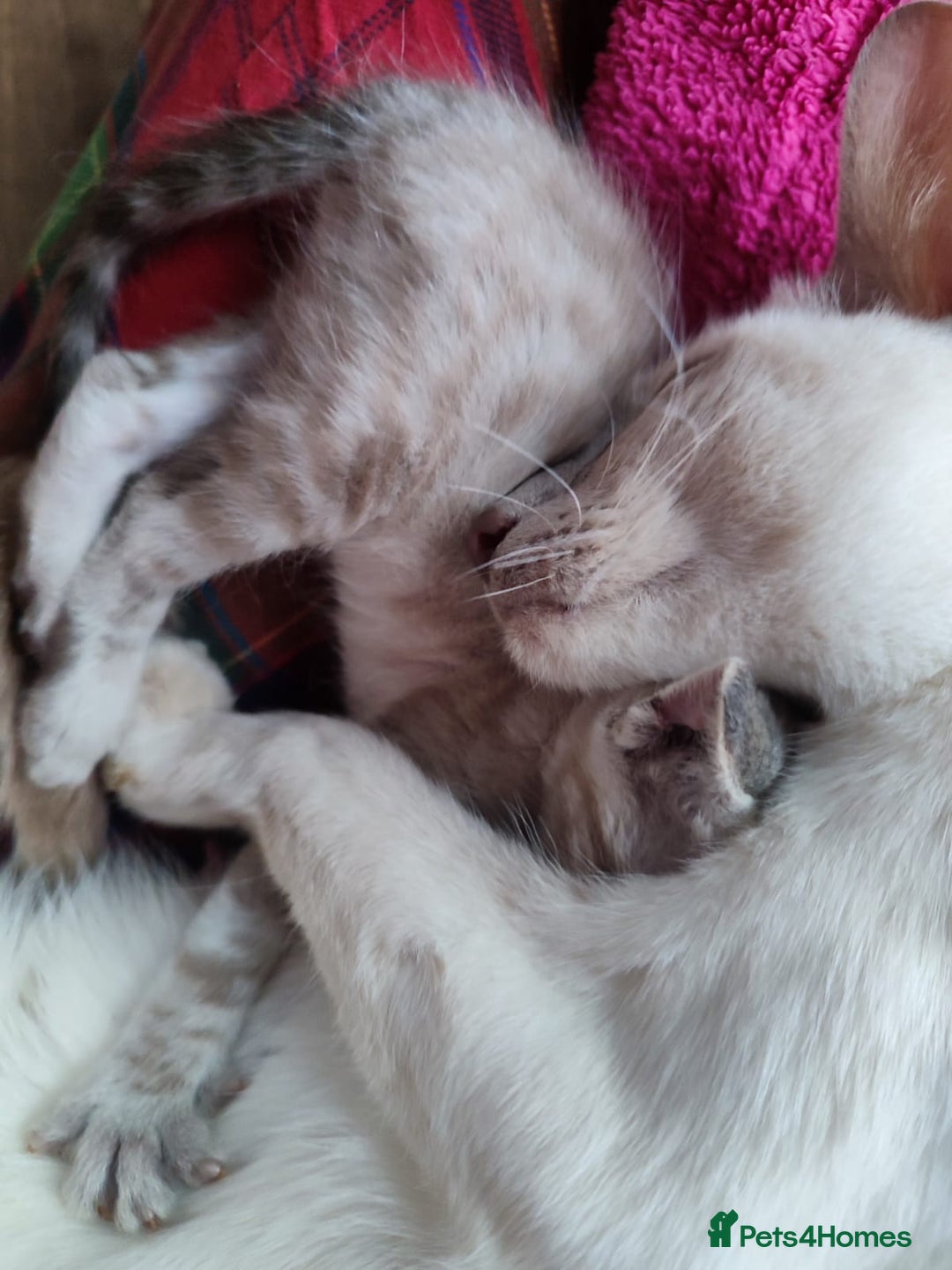 Siamese cats for sale: EXCEPTIONAL SNOW KITTENS WITH BRIGHT BLUE EYES - Advert 13