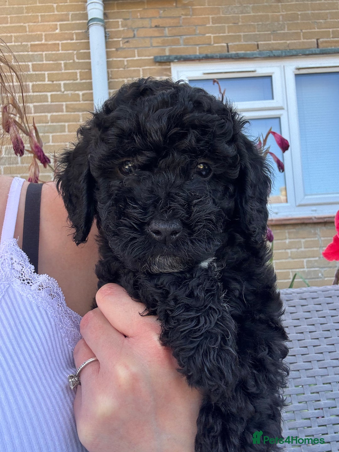 Cockapoo dogs for sale: Gorgeous cockapoo puppies - Image 3