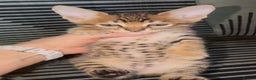 Savannah cats for sale: Excellent Quality Tica Registered Purebred kittens - Advert 16