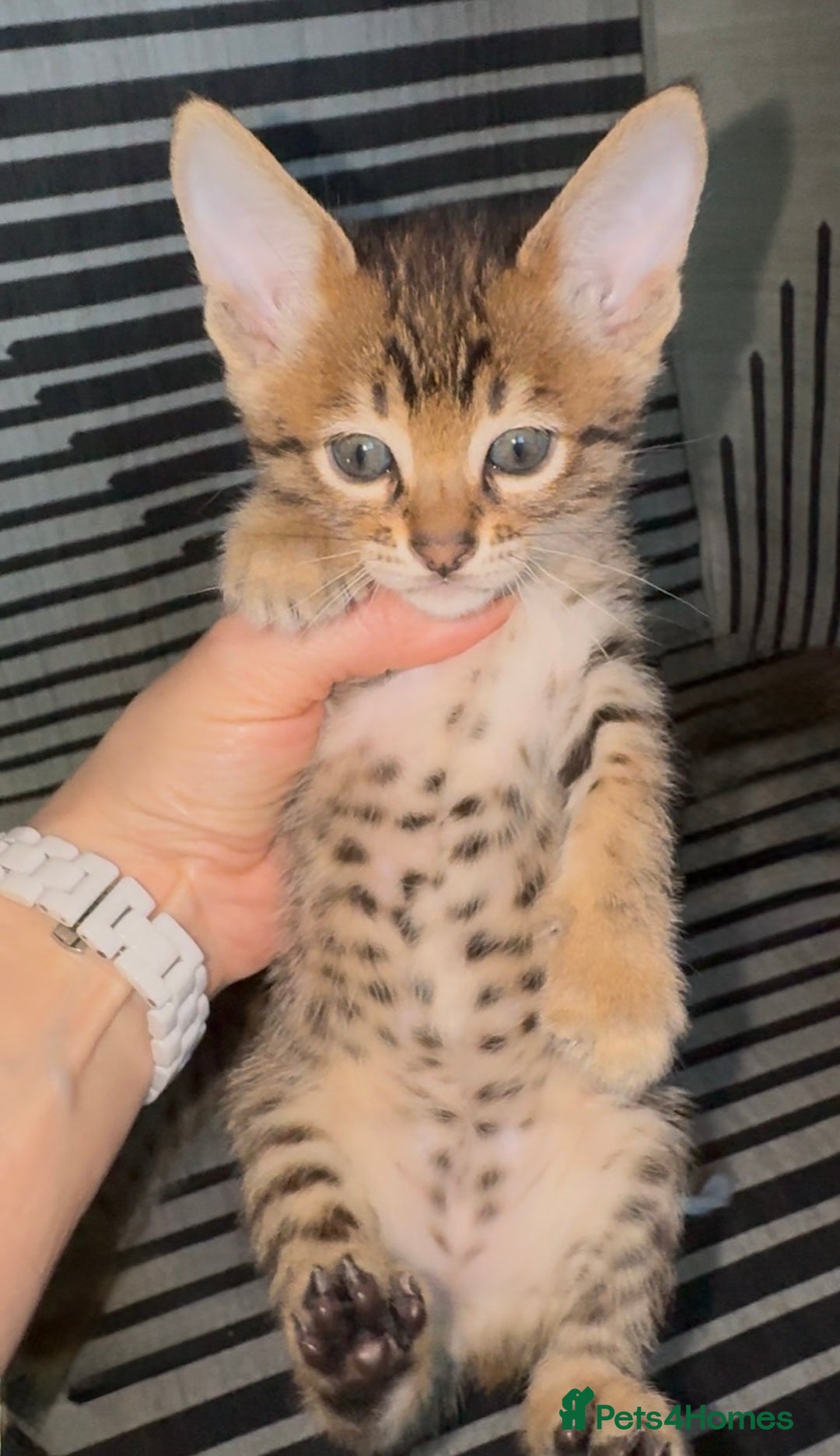 Savannah cats for sale: Excellent Quality Tica Registered Purebred kittens - Advert 16