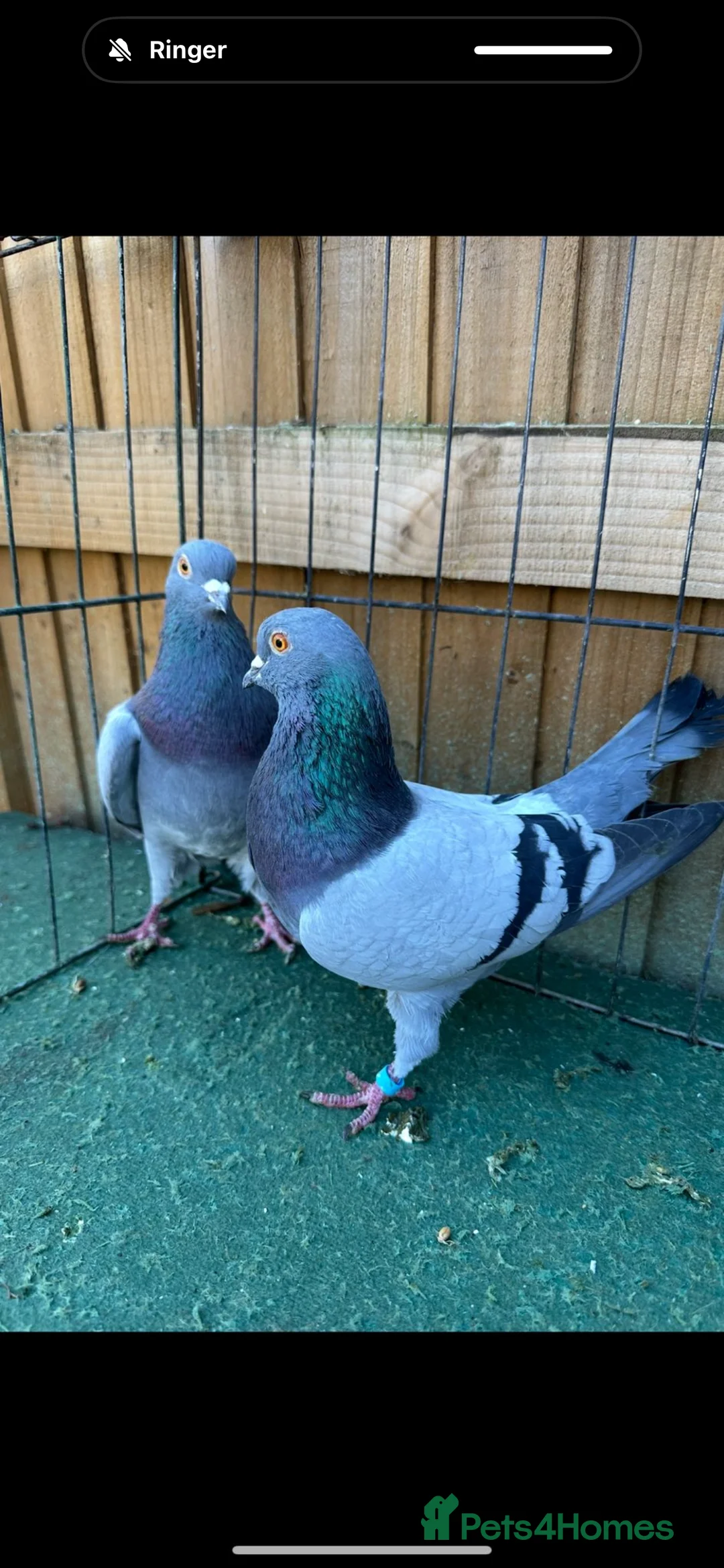 Pigeons birds for sale: Pigeons - Advert 15